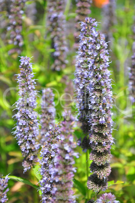 Ostasiatischer Riesenysop (Agastache rugosa)