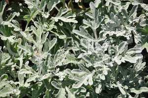 Siber-Wermut (Artemisia stelleriana)