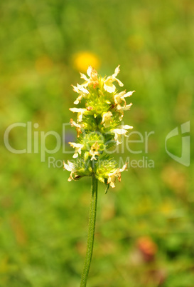 Gelbe Betonie (Betonica alopecuros)