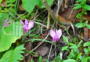 Alpenveilchen (Cyclamen purpurascens)