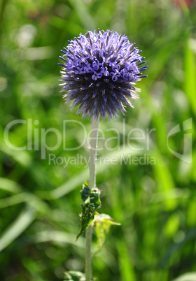 Banater Kugeldistel (Echinops bannaticus)