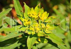 Vielfarbige Wolfsmilch (Euphorbia epithymoides)