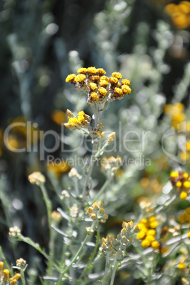 Strohblume (Helichrysum thianschanicum)