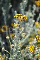 Strohblume (Helichrysum thianschanicum)
