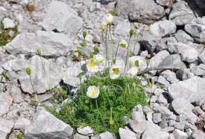Alpen-Mohn (Papaver alpinum)