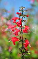 Roter Salbei (Salvia coccinea)