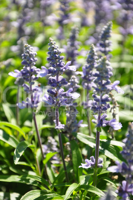 Mehliger Salbei (Salvia farinacea)