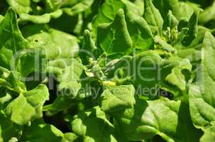 Neuseeländer Spinat (Tetragonia tetragonioides)