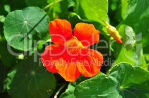 Kapuzinerkresse (Tropaeolum majus)