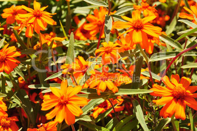 Schmalblättrige Zinnie (Zinnia angustifolia)