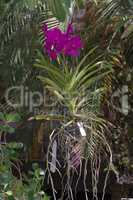 hängende orchideen in lila