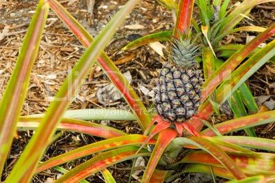 Ananas Obst Frucht wachsen Strauch