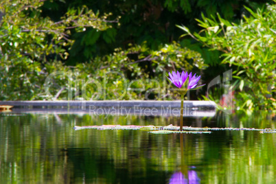 Seerose Teich lila violett Blume Wasser See