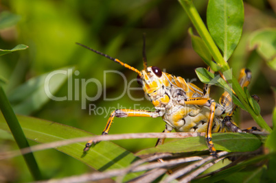 Heuschrecke Orthoptera Grashüpfer groß gelb