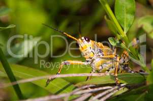 Heuschrecke Orthoptera Grashüpfer groß gelb