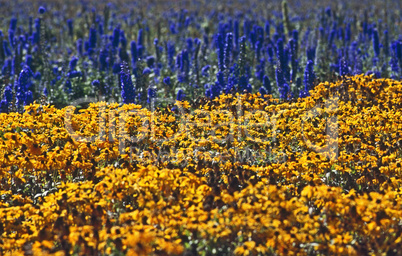 Flower Farm