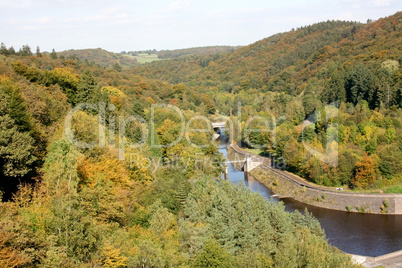 Autumn forest