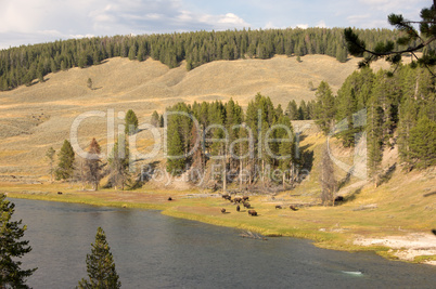 Yellowstone Nationalpark, Utah, USA