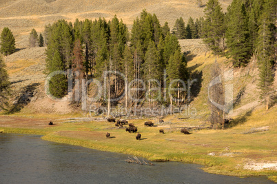 Yellowstone Nationalpark, Utah, USA