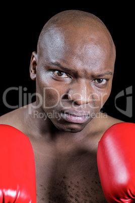 Portrait of serious bald boxer in red gloves