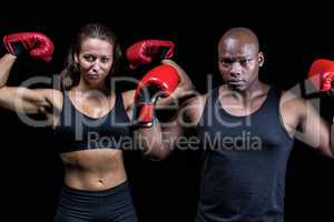 Portrait of boxers flexing muscles