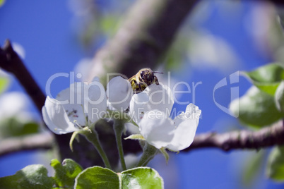 tree branch of Apple blossoms white flowers, a bee sitting on a
