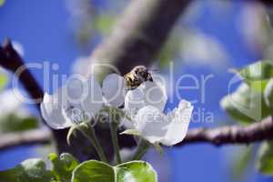 tree branch of Apple blossoms white flowers, a bee sitting on a