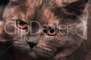 British Shorthair cat with very beautiful eyes