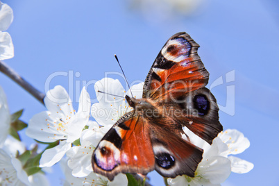 the butterfly , apple-tree flower