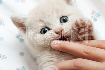 the kitten bites the finger