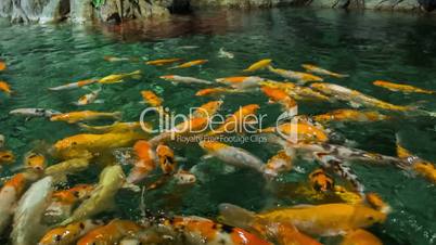 Feeding Golden Carps