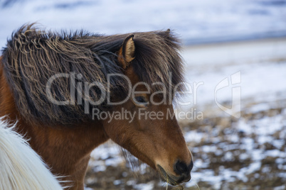 Brown Icelandic horse eats grass