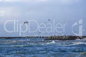 Gulls hunting for fish