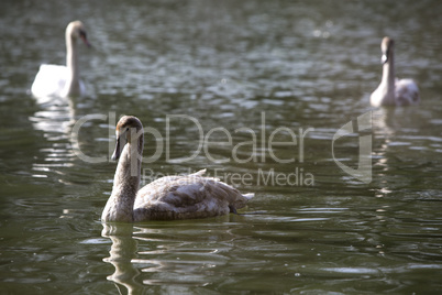 Group of swans at the lake