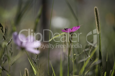 Wildflower meadow