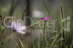 Wildflower meadow