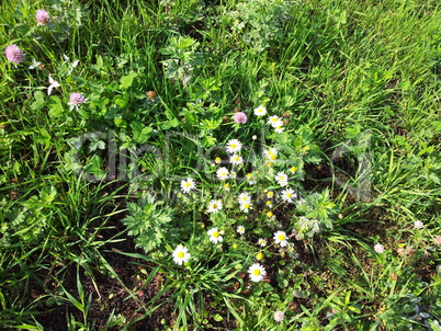 chamomile at dry sunny day