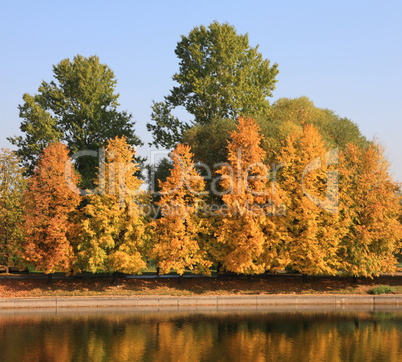 city park in gold fall