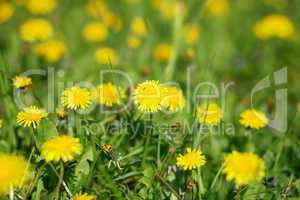 dandelion at spring