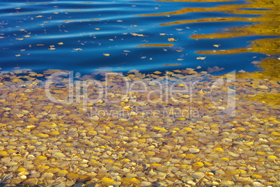 Yellow Birch Leafs on Water