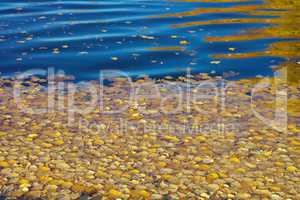 Yellow Birch Leafs on Water