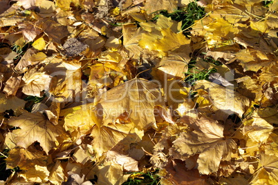 Yellow Maple Carpet at Autumn