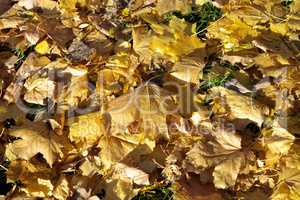 Yellow Maple Carpet at Autumn