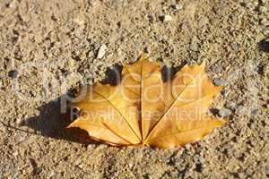 maple leaf on earth