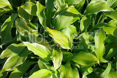 grass green leafs