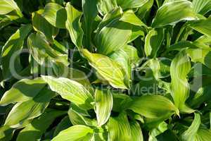 grass green leafs