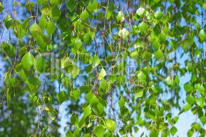 Birch at spring Day