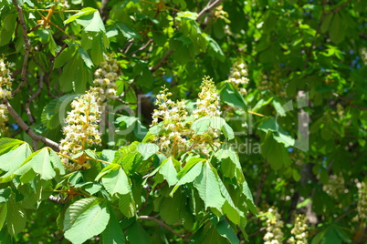 chestnut at spring