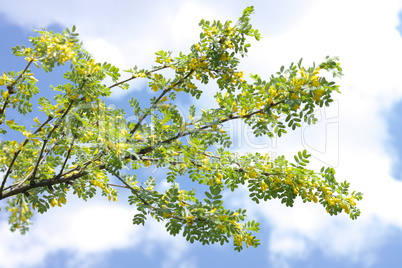 yellow acacia at Spring