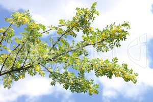 yellow acacia at Spring